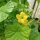 Cantaloupe Melone Charentais (Cucumis melo) Samen