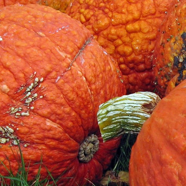 Kürbis Golden Hubbard (Cucurbita maxima) Samen