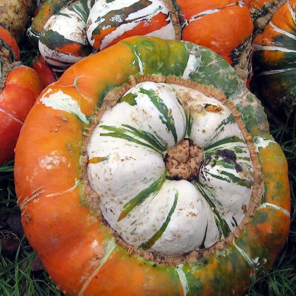 Bischofsmütze/ Turban-Kürbis (Cucurbita maxima) Samen