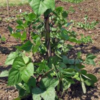 Stangenbohne A Cosse Violette (Phaseolus vulgaris) Samen