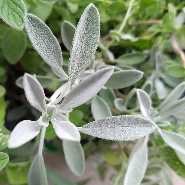 Spanischer Salbei (Salvia lavandulifolia) Samen