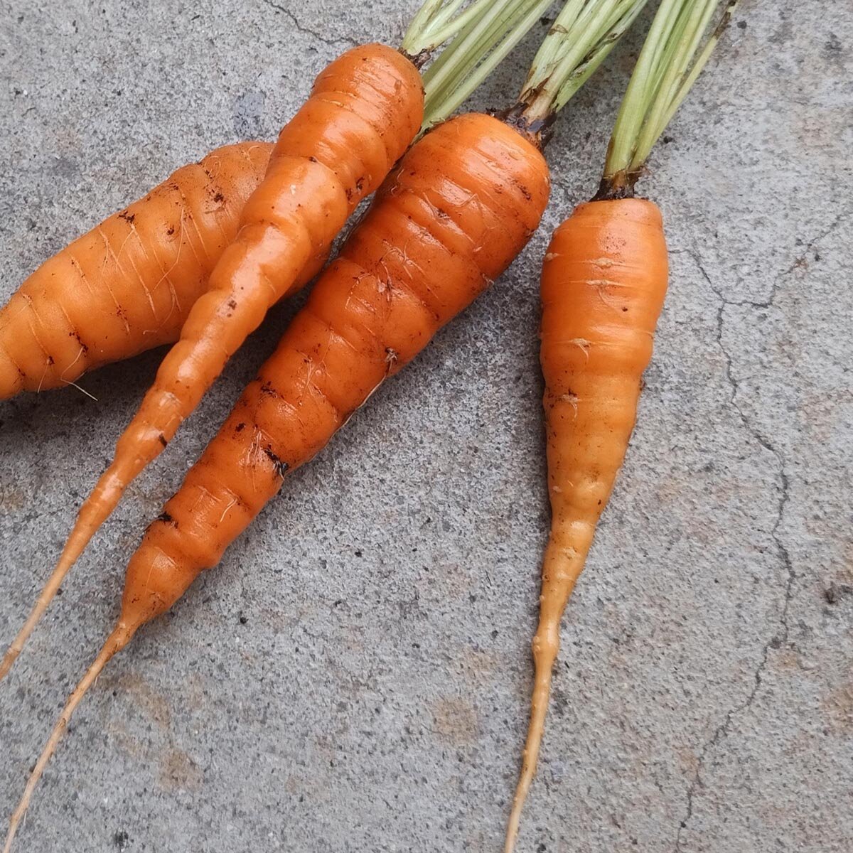 Karotte Nantes Daucus Carota Samen