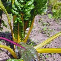 Gelber Mangold Bright Yellow (Beta vulgaris subsp....