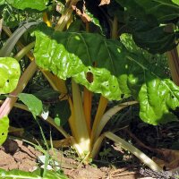 Gelber Mangold Bright Yellow (Beta vulgaris subsp....