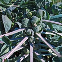 Violetter Rosenkohl Red Ball (Brassica oleracea var.gemmifera) Samen