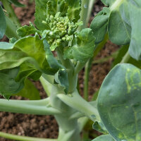 Chinesischer Brokkoli, Gai Lan (Brassica oleracea var....