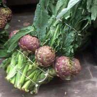 Violette Artischocke Violetto di Chioggia (Cynara scolymus) Samen