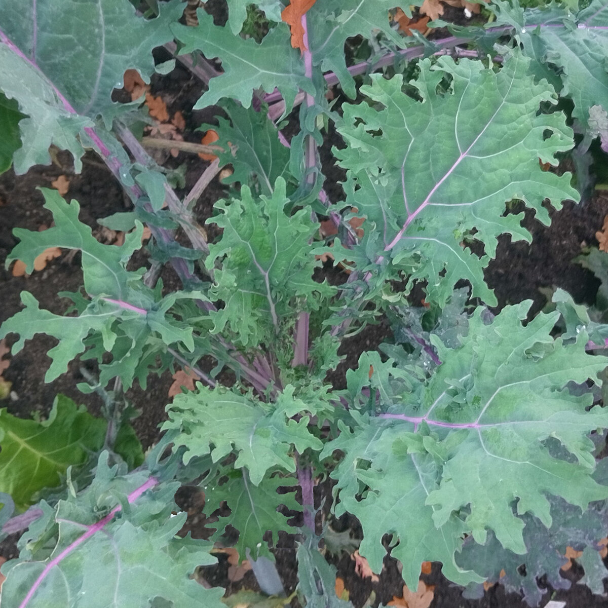 Sibirischer Kohl &amp;#39;Roter Russischer&amp;#39; (Brassica napus var. pabularia) Samen