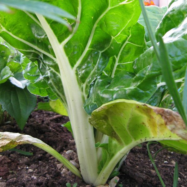 Weißer Mangold Fordhook Giant (Beta vulgaris) Samen