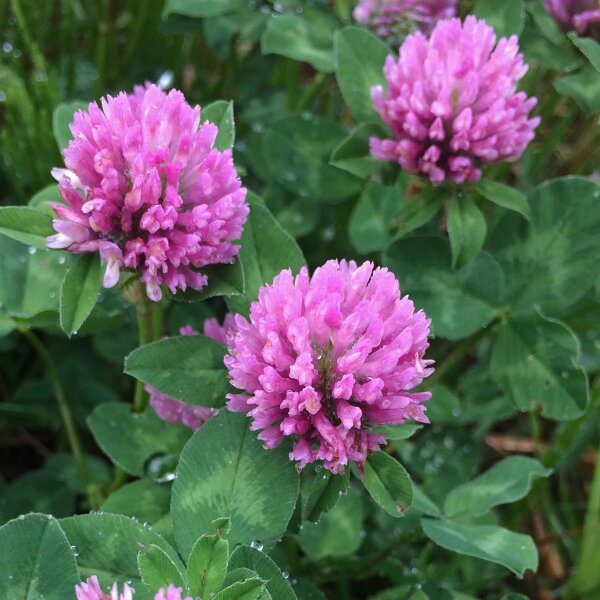 Rotklee (Trifolium pratense) Samen