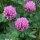 Rotklee (Trifolium pratense) Samen