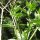 Indische Tollkirsche (Atropa acuminata) Samen