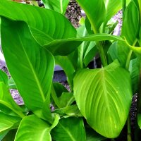 Indisches Blumenrohr (Canna indica) Samen