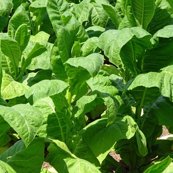 Havanna Tabak Havanna Dunkelrot (Nicotiana tabacum) Samen