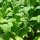 Havanna Tabak Havanna Dunkelrot (Nicotiana tabacum) Samen