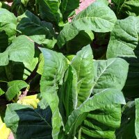 Perique-Tabak (Nicotiana tabacum)
