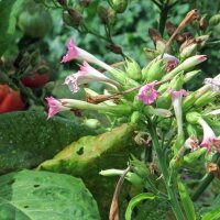 Perique-Tabak (Nicotiana tabacum)