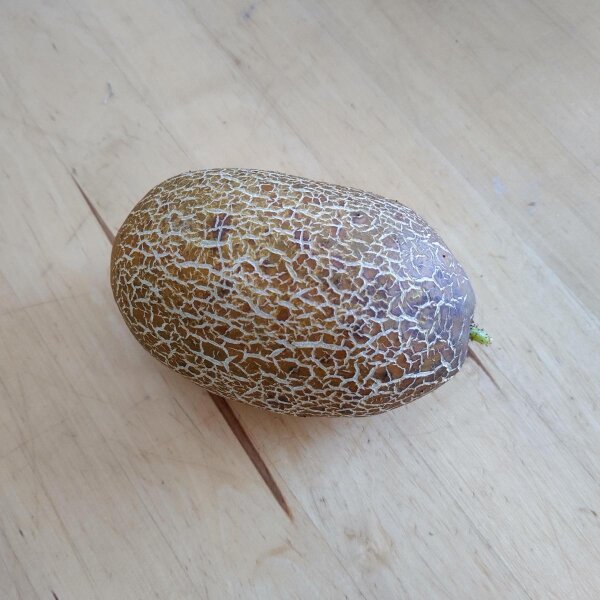 Russische Braune Netzgurke 'Brown Russian' (Cucumis sativus) Samen