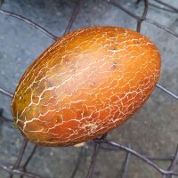 Russische Braune Netzgurke Brown Russian (Cucumis...