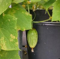 Russische Braune Netzgurke Brown Russian (Cucumis...