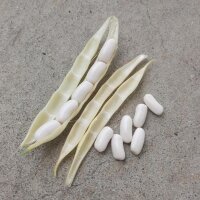 Weiße Buschbohne Cannellini (Phaseolus vulgaris) Samen