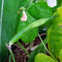 Augenbohne (Vigna unguiculata subsp. unguiculata) Samen