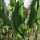 Limabohne / Mondbohne (Phaseolus lunatus) Samen