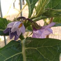 Äthiopische Eierfrucht Turkish Orange (Solanum...