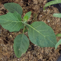 Äthiopische Eierfrucht Turkish Orange (Solanum aethiopicum) Samen