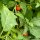 Äthiopische Eierfrucht Turkish Orange (Solanum aethiopicum) Samen