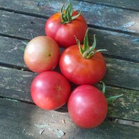 Tomate Berner Rose (Solanum lycopersicum) Bio