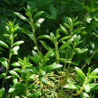 Gagel-Strauch (Myrica gale) Samen