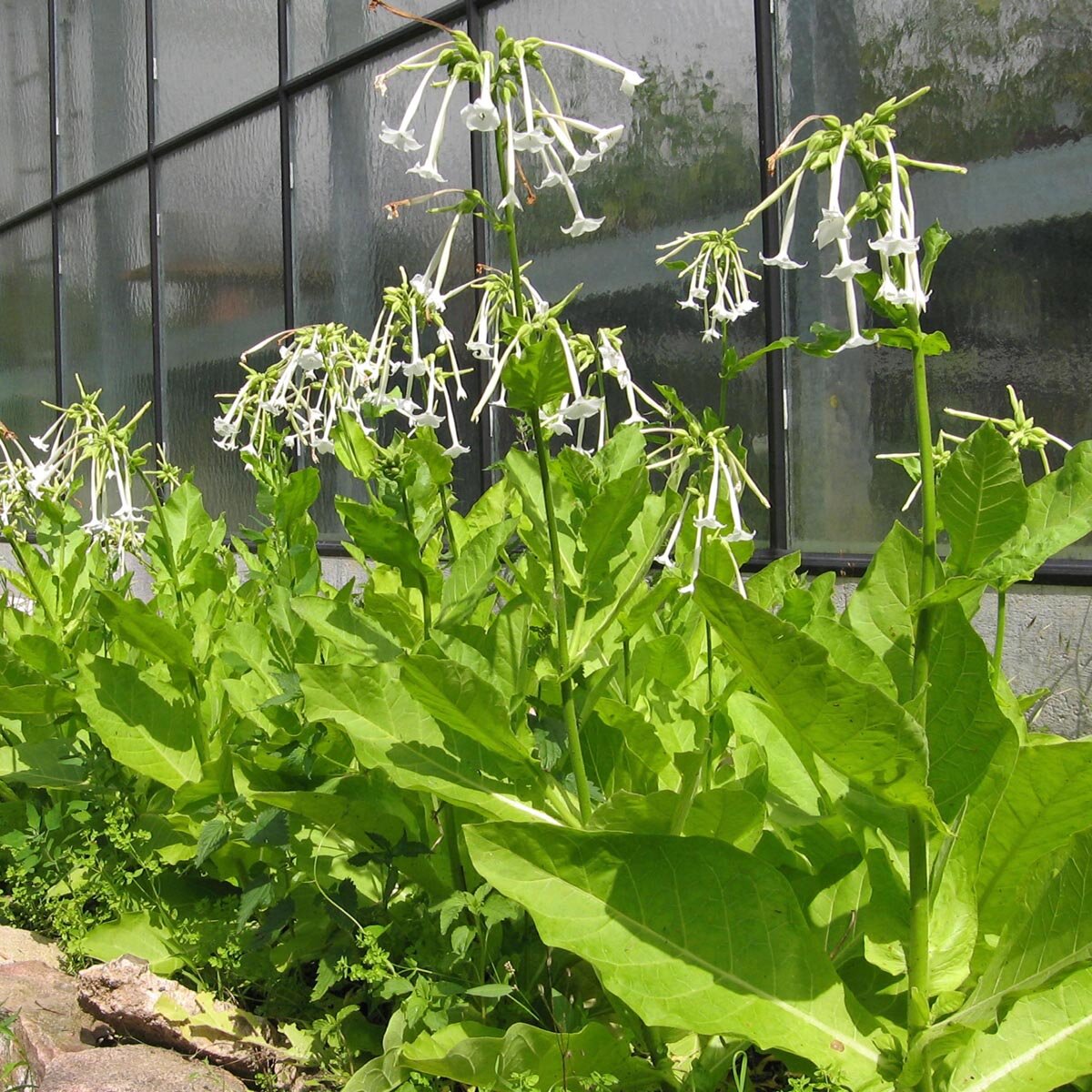 Tabaksamen Nicotiana Tabacum 250 Stck - Winterharte Tabakpflanze Fr  Balkon Und Garten