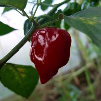 Brauner Chili Chocolate Scotch Bonnet (Capsicum chinense)...