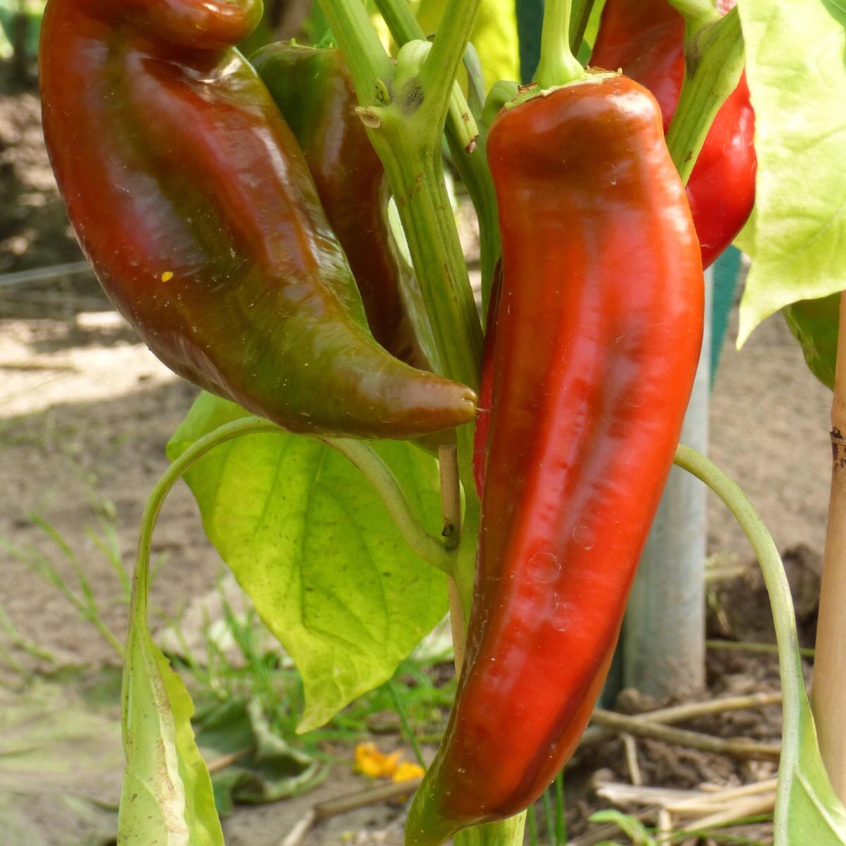 Scharfe Paprika &amp;#39;Hegyes Erös&amp;#39; (Capsicum annuum) Samen