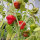 Chili Mini Bonnet Red (Capsicum annuum) Samen