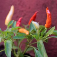 Chili Aji Omnicolor (Capsicum baccatum) Samen