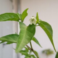 Wildchili Chacoense (Capsicum chacoense) Samen