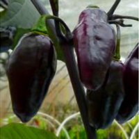 Violette Chili Pimenta Da Neyde (Capsicum chinense x annuum) Samen