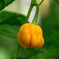 Honigfarbener Chili Habanero Mustard (Capsicum chinense)...