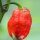 Chili Trinidad Scorpion Rot (Capsicum chinense) Samen