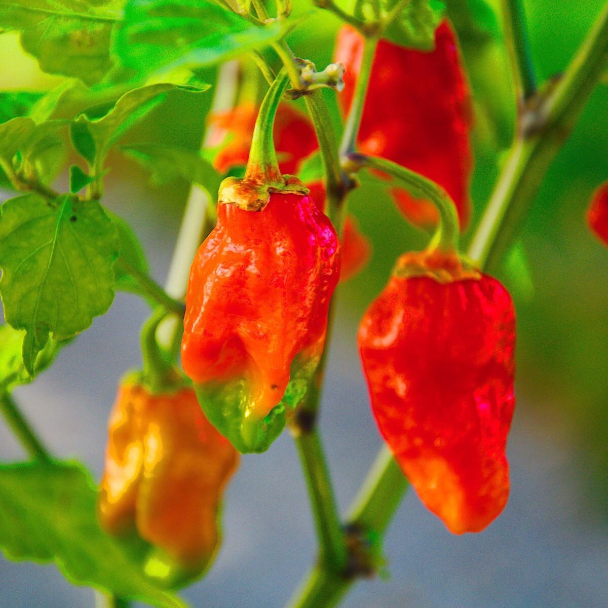Extrem scharfe Chili &amp;#39;Naga Morich&amp;#39; (Capsicum chinense) Samen