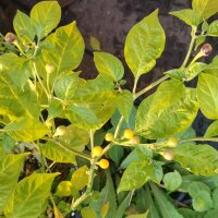 Wildchili Pingo De Ouro (Capsicum chinense)