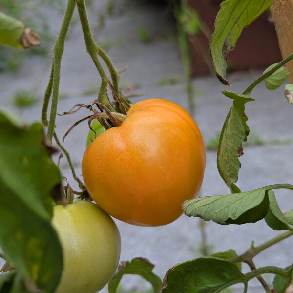 Turkmenische Fleischtomate Herz von Aschgabat / Serdtse Ashkhabada (Solanum lycopersicum) Samen