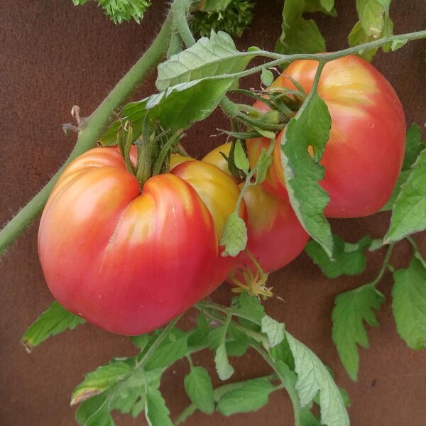 Turkmenische Fleischtomate Serdtse Ashkhabada (Solanum lycopersicum) Samen