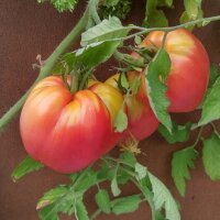 Turkmenische Fleischtomate Serdtse Ashkhabada (Solanum...