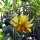 Fleischtomate Persimmon (Solanum lycopersicum) Samen
