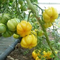 Fleischtomate Yellow Ruffled (Solanum lycopersicum) Samen