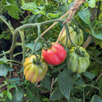 Gestreifte Fleischtomate Striped Stuffer (Solanum...