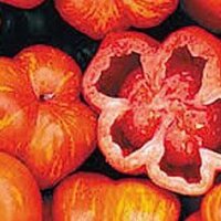 Gestreifte Fleischtomate Striped Stuffer (Solanum...